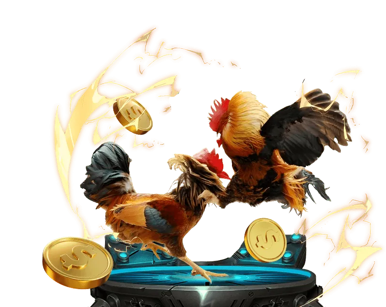 Đá gà Việt Nam với quy tắc và mẹo cá cược